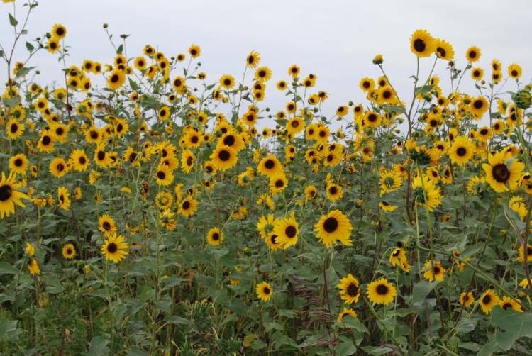 dsc_2489jpg_2920894658_o