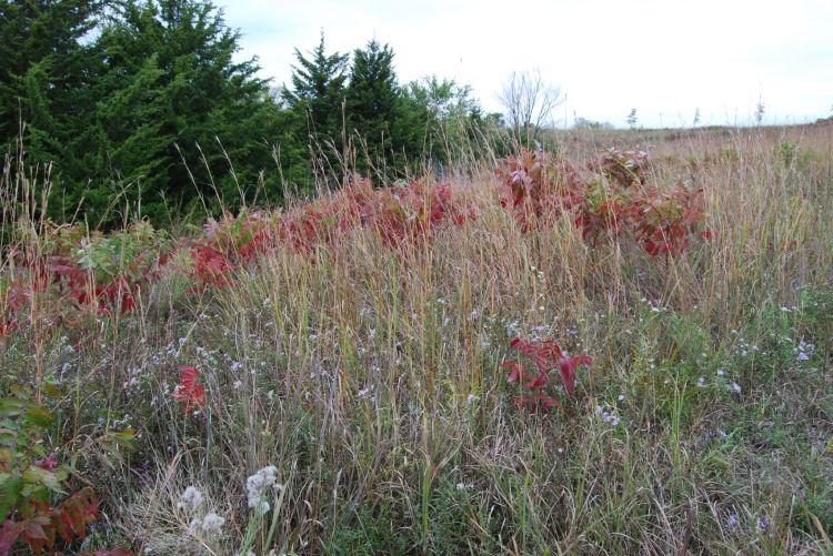 sumac-in-fall_1583143643_o